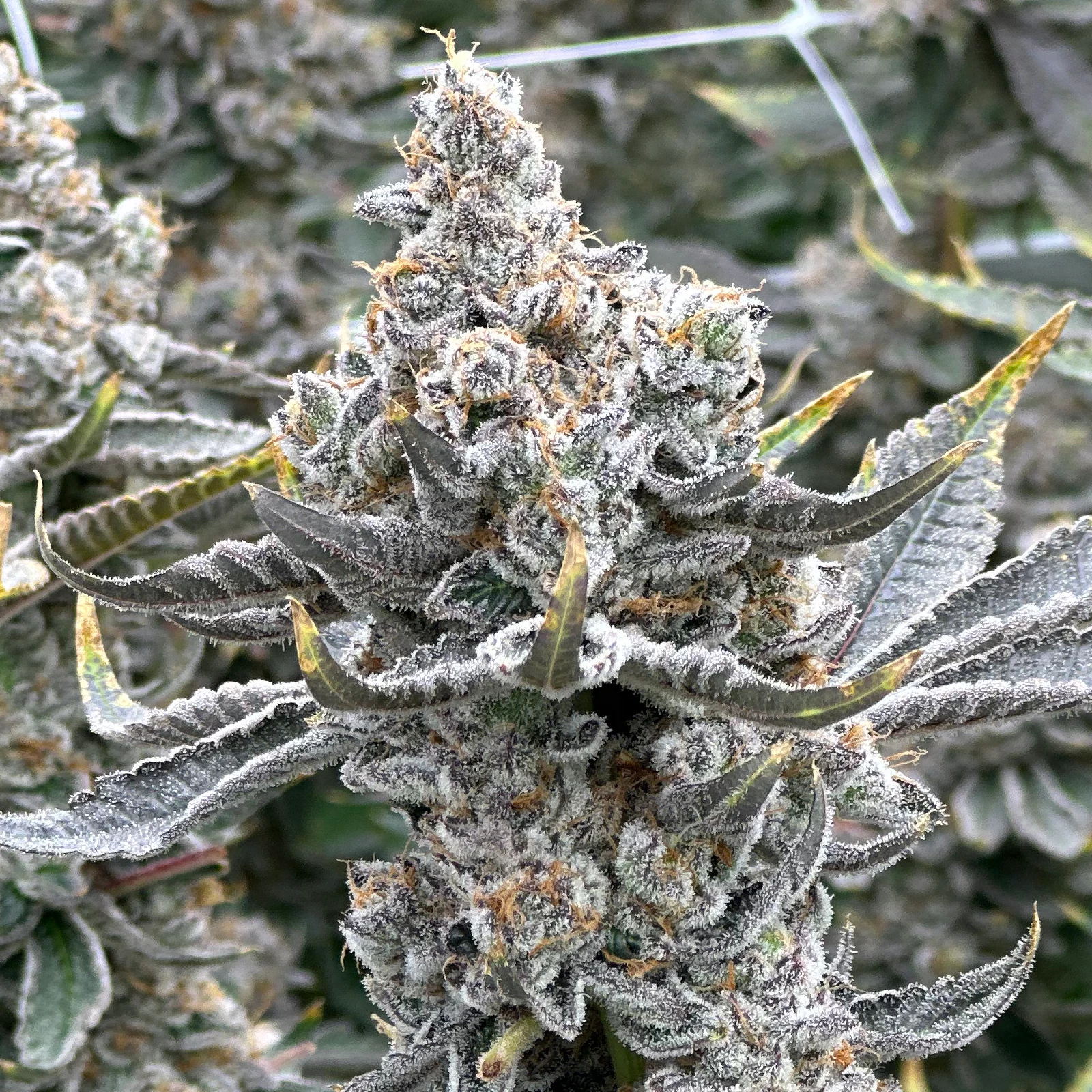 Fizzy Bubblegum Blüte