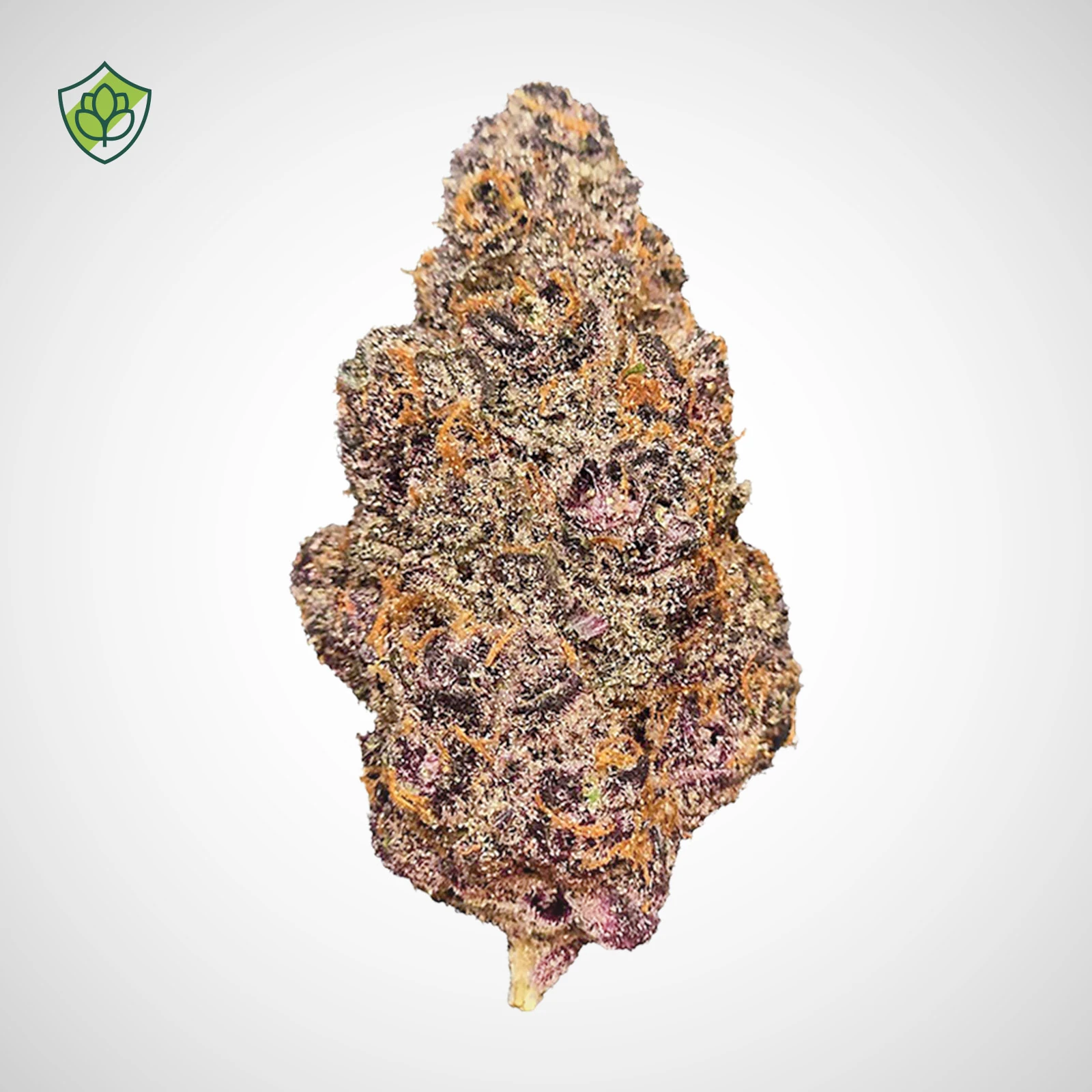 Lemon Cherry Gelato Blüte