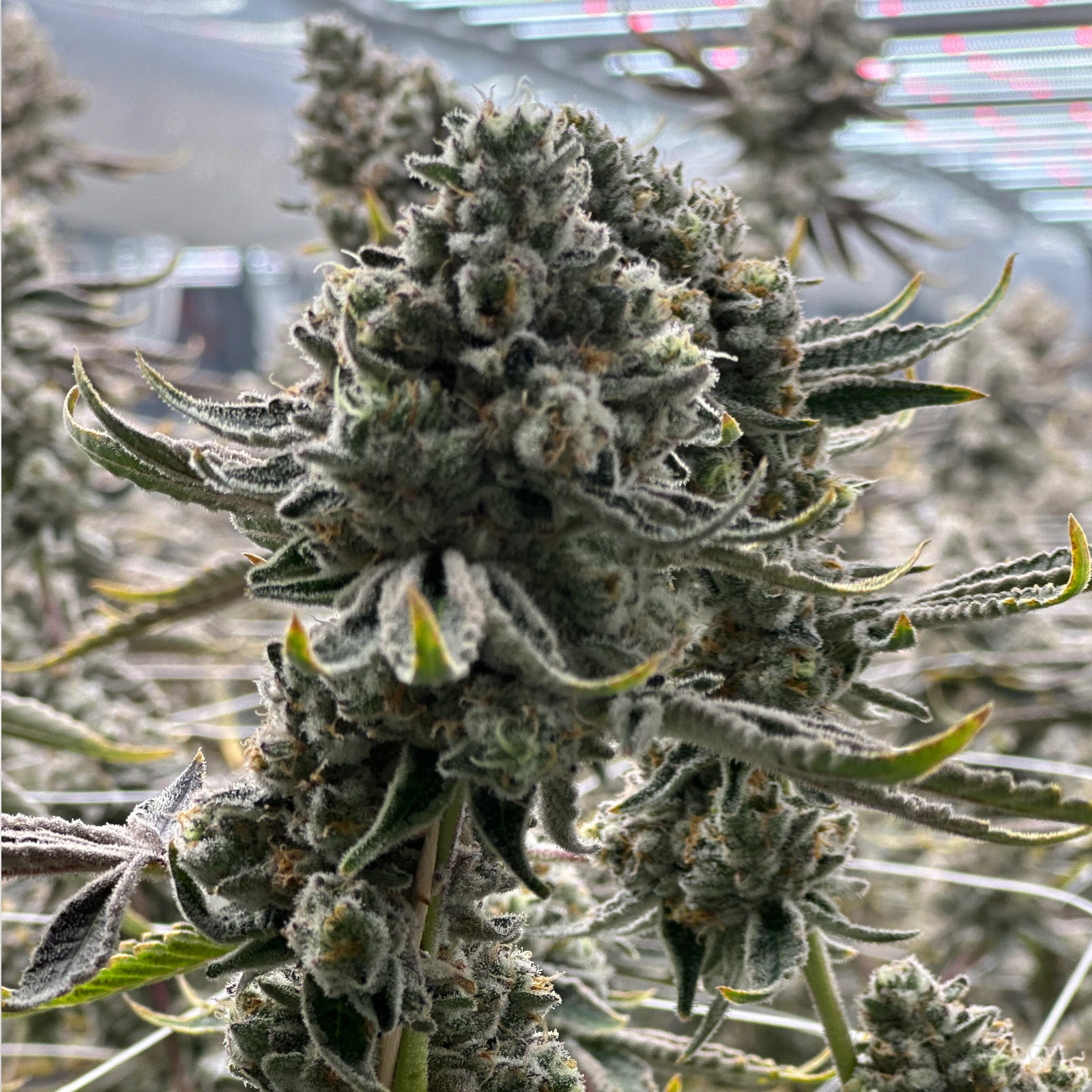 Permanent Chimera #35 Blüte