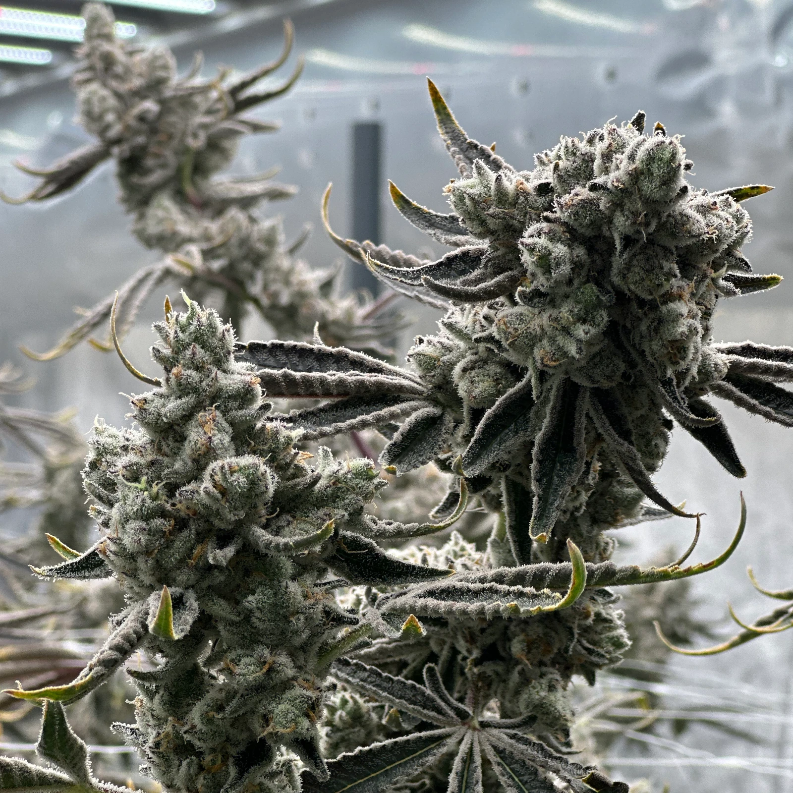 Permanent Chimera #35 Blütenstand im Growroom