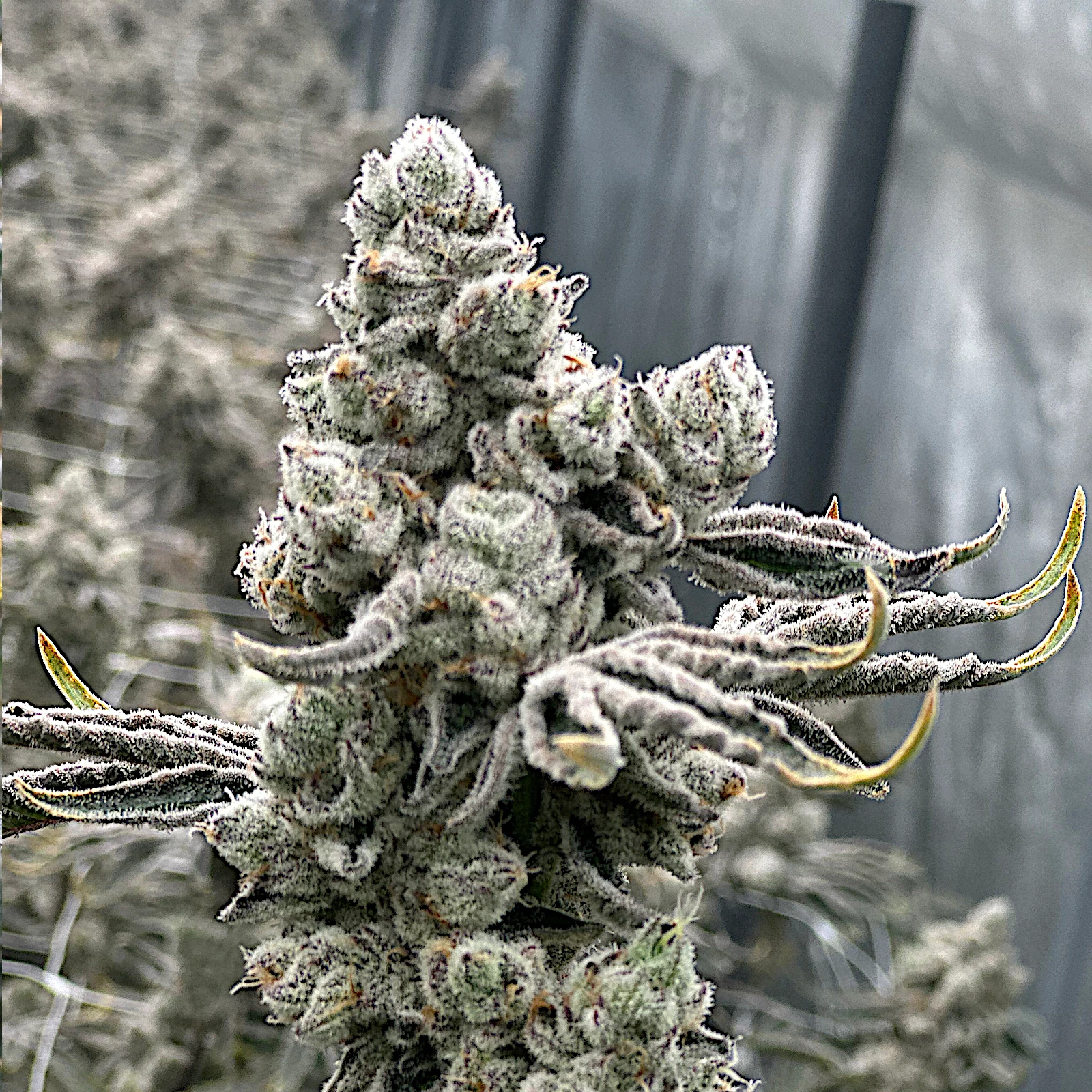 Permanent Chimera #35 Blüte