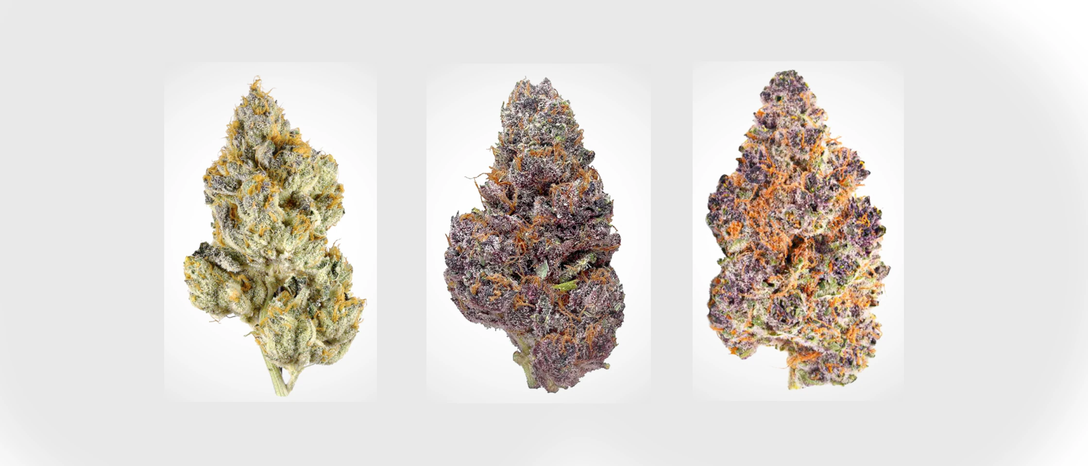 Unsere ersten Strains in Lüneburg: Cherry Lemonade, Lemon Cherry Gelato & Tahoe Cookies