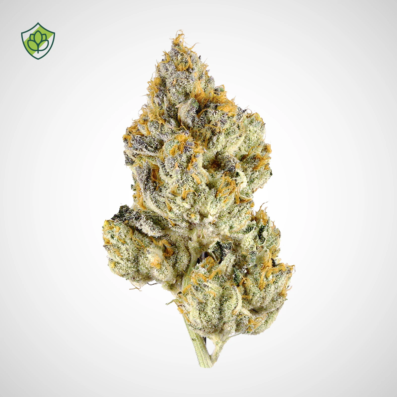 Tahoe Cookies Blüte